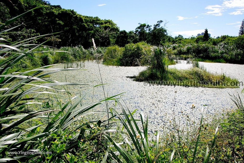 YTS_YTS_20190929_桃園大溪山豬湖生態親水園區／月眉人工濕地生態公園Taoyuan Daxi Shanzhuhu Riverside Park116_539A8143.jpg