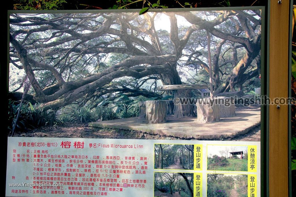 YTS_YTS_20190907_新北樹林百年榕樹／福源山步道New Taipei Shulin Centennial Old Banyan Tree057_539A3534.jpg