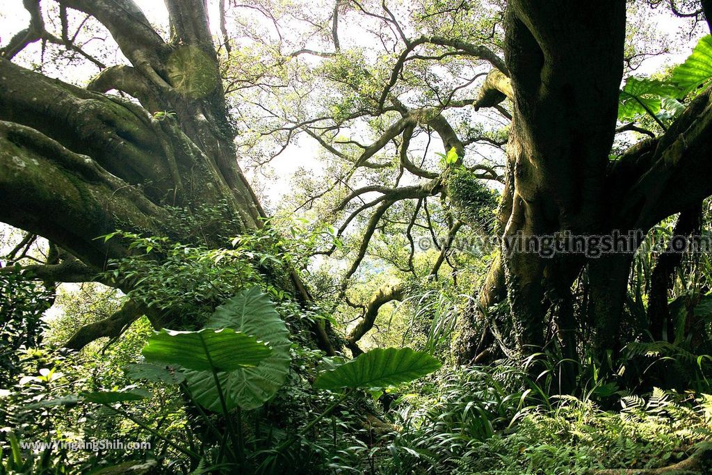 YTS_YTS_20190907_新北樹林百年榕樹／福源山步道New Taipei Shulin Centennial Old Banyan Tree068_539A3592.jpg