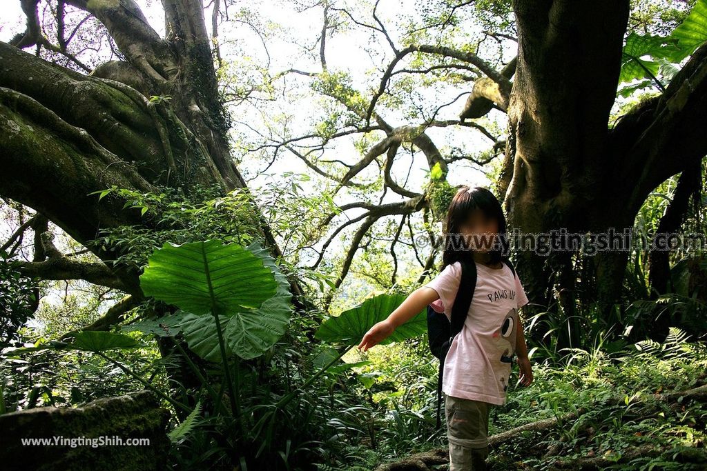 YTS_YTS_20190907_新北樹林百年榕樹／福源山步道New Taipei Shulin Centennial Old Banyan Tree069_539A3593.jpg