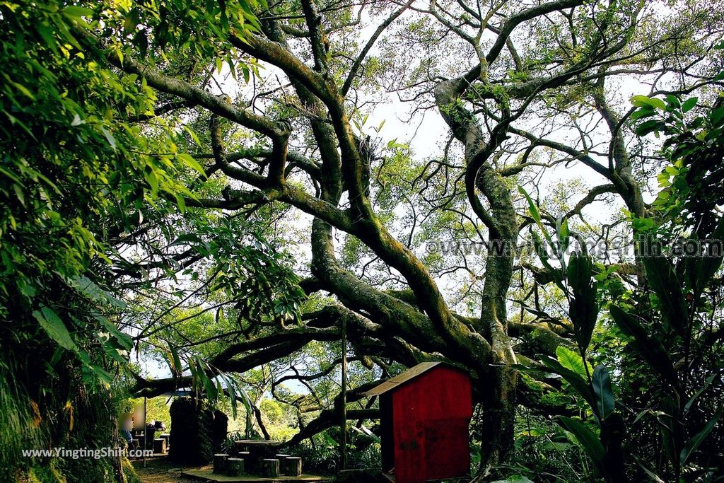 YTS_YTS_20190907_新北樹林百年榕樹／福源山步道New Taipei Shulin Centennial Old Banyan Tree077_539A3585.jpg