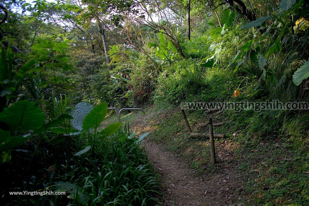 YTS_YTS_20190907_新北樹林百年榕樹／福源山步道New Taipei Shulin Centennial Old Banyan Tree075_539A3584.jpg