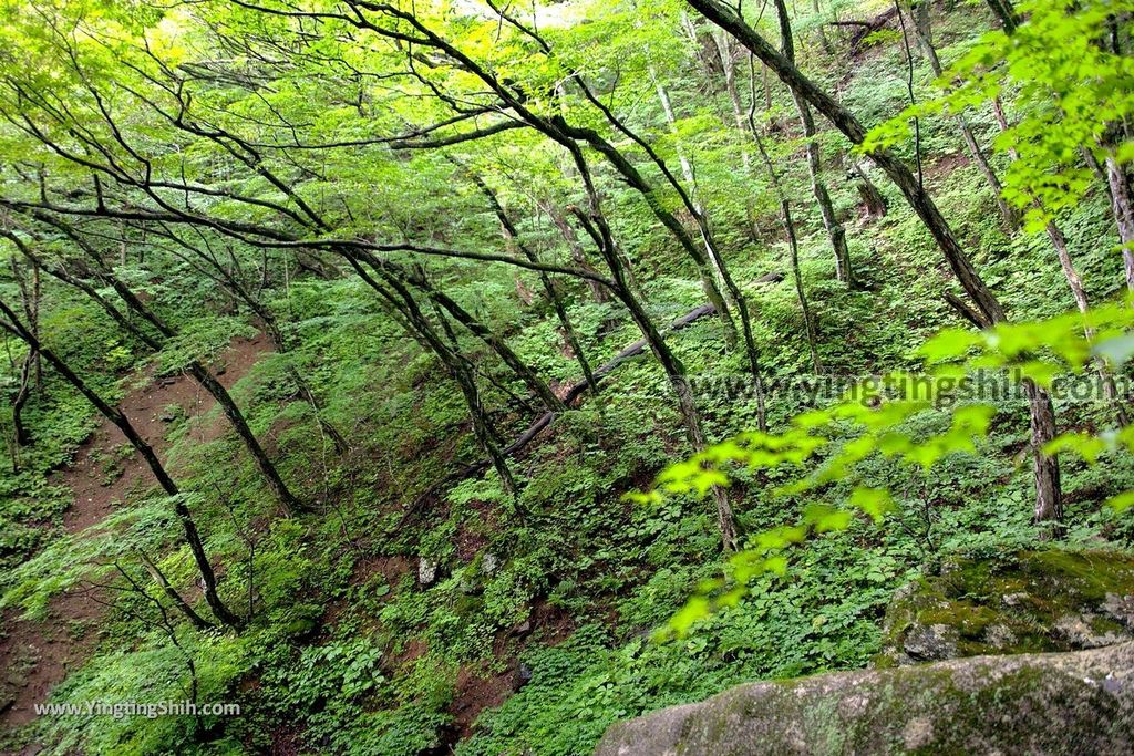 YTS_YTS_20190815_日本東北福島遠藤ヶ滝遊歩道／三日月瀑布／遠藤盛遠（文覺上人）Japan Tohoku Fukushima Endo Falls097_539A5286.jpg