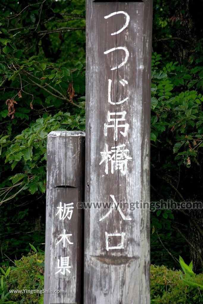 YTS_YTS_20190811_日本關東櫪木杜鵑花つつじ吊橋／八幡自然研究路Japan Kanto Tochigi Tsutsuji Suspension Bridge006_539A7869.jpg