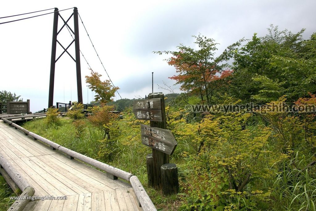 YTS_YTS_20190811_日本關東櫪木杜鵑花つつじ吊橋／八幡自然研究路Japan Kanto Tochigi Tsutsuji Suspension Bridge015_539A8144.jpg