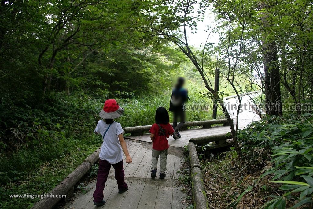 YTS_YTS_20190811_日本關東櫪木杜鵑花つつじ吊橋／八幡自然研究路Japan Kanto Tochigi Tsutsuji Suspension Bridge013_539A7896.jpg