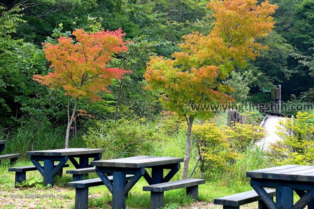 YTS_YTS_20190811_日本關東櫪木杜鵑花つつじ吊橋／八幡自然研究路Japan Kanto Tochigi Tsutsuji Suspension Bridge017_539A8129.jpg