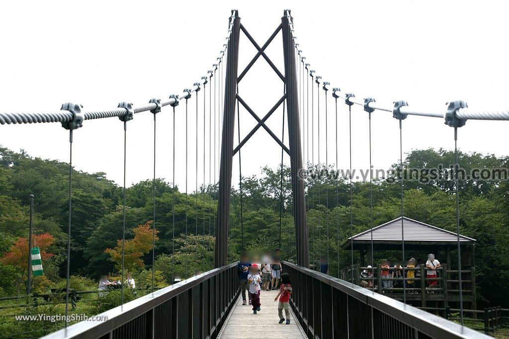 YTS_YTS_20190811_日本關東櫪木杜鵑花つつじ吊橋／八幡自然研究路Japan Kanto Tochigi Tsutsuji Suspension Bridge047_539A7990.jpg