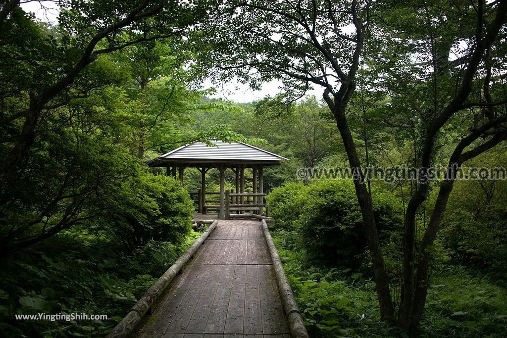 YTS_YTS_20190811_日本關東櫪木杜鵑花つつじ吊橋／八幡自然研究路Japan Kanto Tochigi Tsutsuji Suspension Bridge072_539A8183.jpg