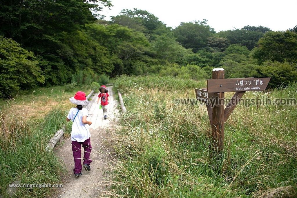 YTS_YTS_20190811_日本關東櫪木杜鵑花つつじ吊橋／八幡自然研究路Japan Kanto Tochigi Tsutsuji Suspension Bridge077_539A8193.jpg