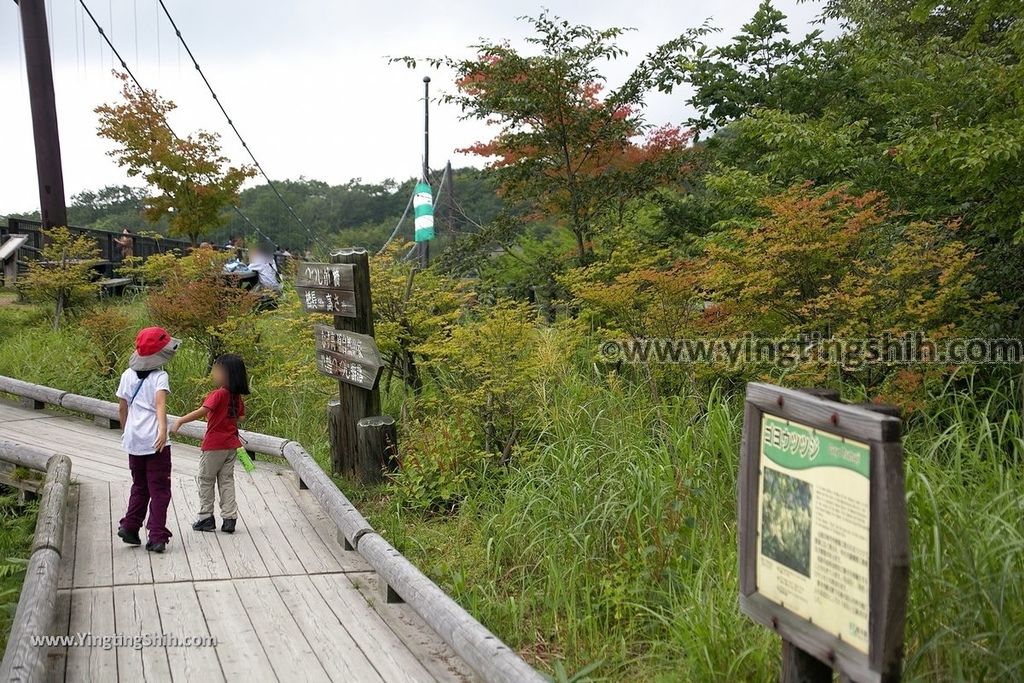 YTS_YTS_20190811_日本關東櫪木杜鵑花つつじ吊橋／八幡自然研究路Japan Kanto Tochigi Tsutsuji Suspension Bridge014_539A7907.jpg