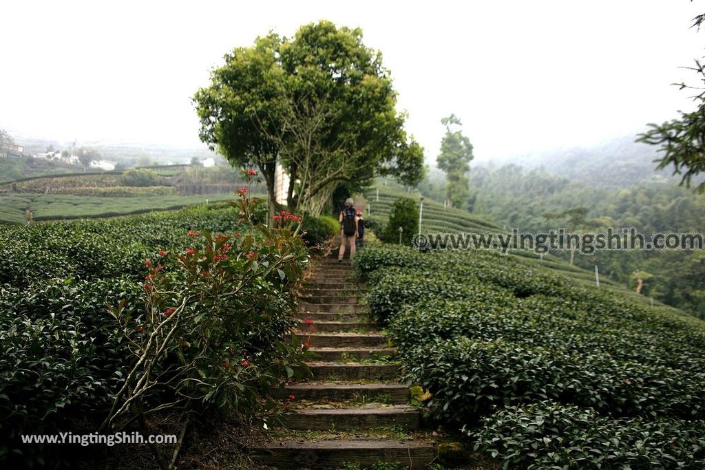 YTS_YTS_20190928_嘉義阿里山頂石棹（石桌）步道區霧之道Chiayi Alishan Mist Trail012_539A6595.jpg