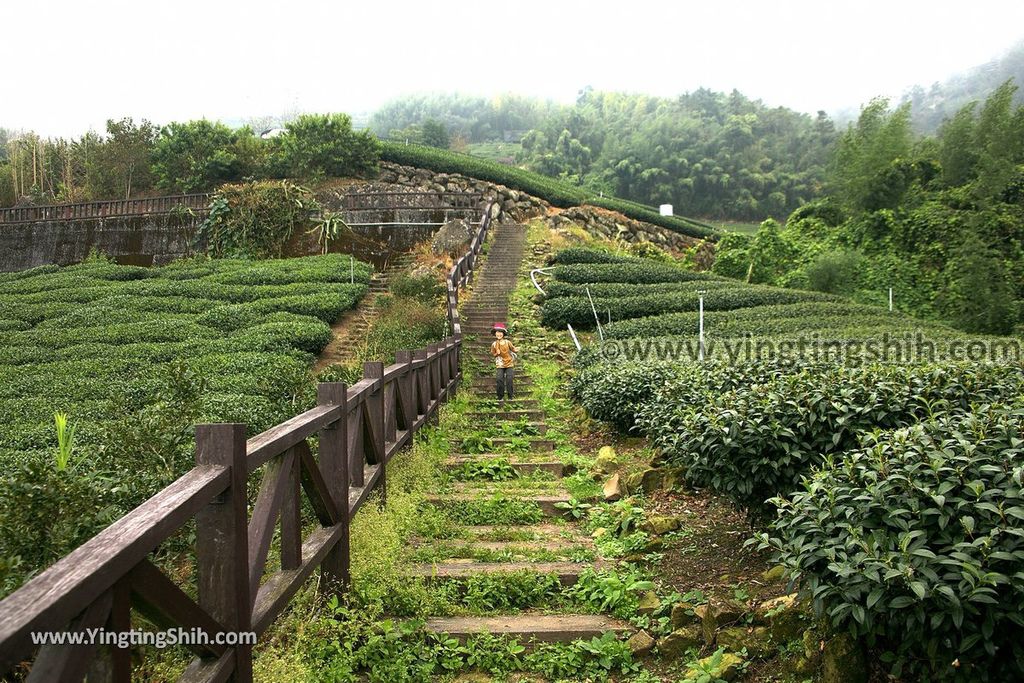 YTS_YTS_20190928_嘉義阿里山頂石棹（石桌）步道區霧之道Chiayi Alishan Mist Trail023_539A6613.jpg