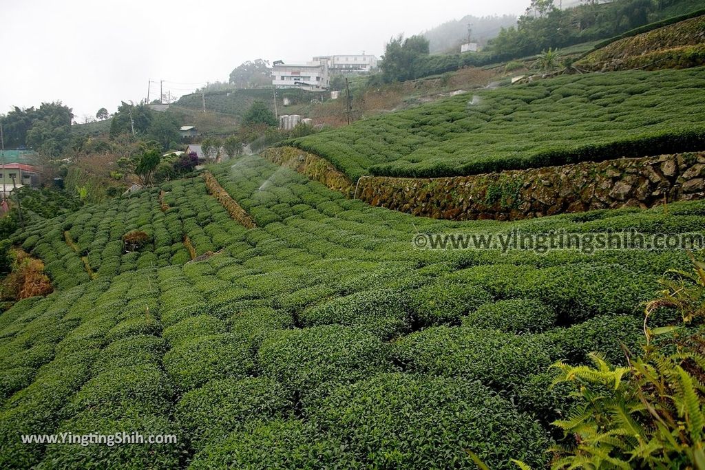 YTS_YTS_20190928_嘉義阿里山頂石棹（石桌）步道區霧之道Chiayi Alishan Mist Trail021_539A6610.jpg