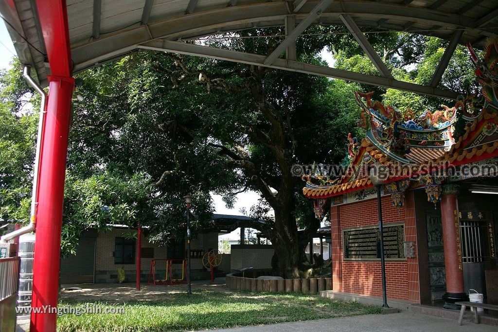 YTS_YTS_20191026_台中石岡梅子社區百年芒果樹／承福祠Taichung Shigang Centennial Mango Tree014_539A8786.jpg