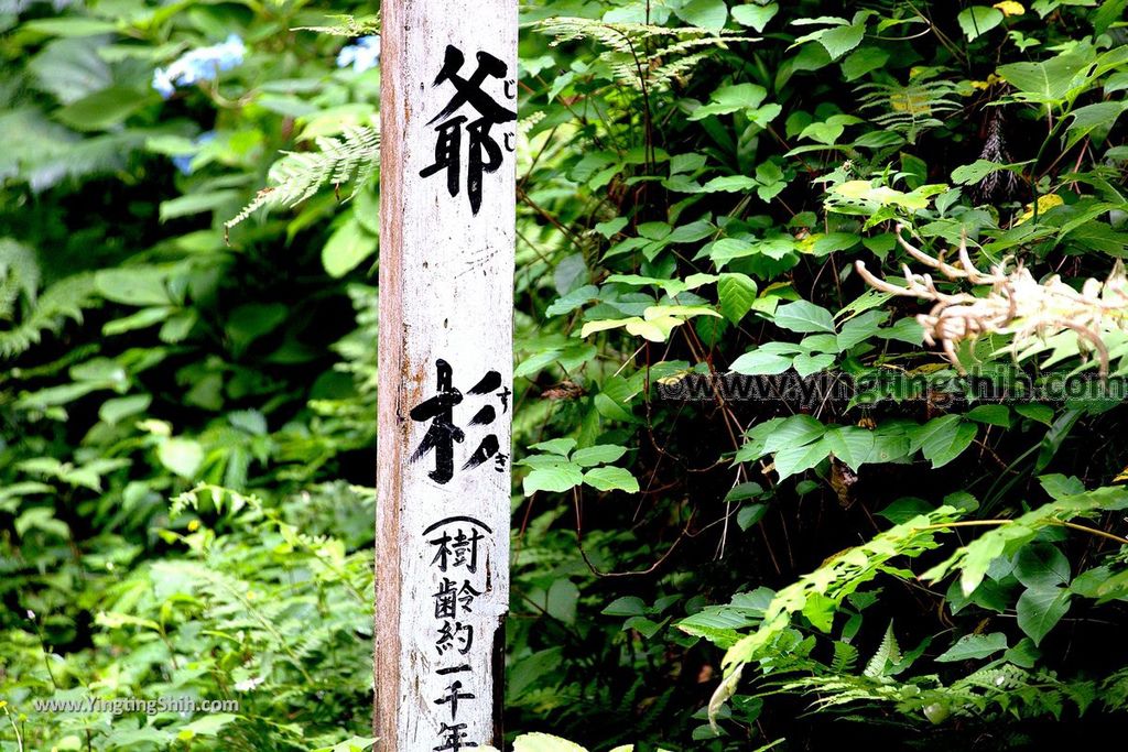 YTS_YTS_20190714_日本東北山形鶴岡羽黒山五重塔／三神合祭殿／杉並木／繼子、一之、二之坂Japan Tohoku Yamagata Of Mount Haguro084_539A0048.jpg