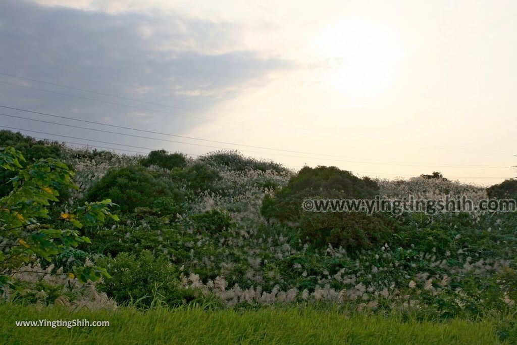 YTS_YTS_20191110_桃園蘆竹芒花花海／大古山福山宮／151高地拍飛機／飛鷹觀景平台Taoyuan Luzhu Dagushan Fushan Temple072_539A4013.jpg