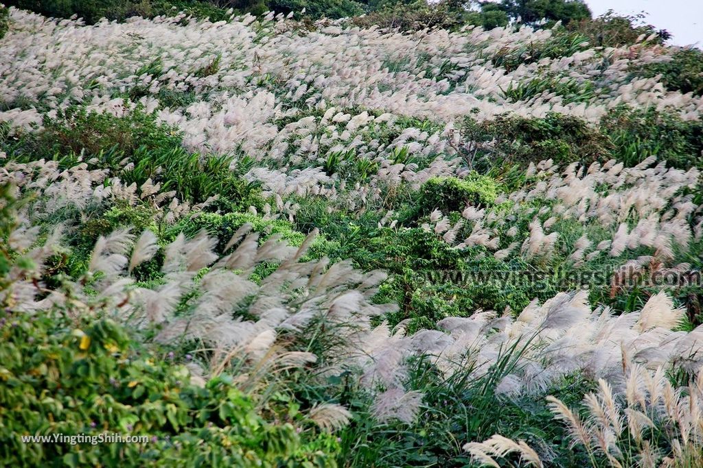 YTS_YTS_20191110_桃園蘆竹芒花花海／大古山福山宮／151高地拍飛機／飛鷹觀景平台Taoyuan Luzhu Dagushan Fushan Temple077_539A4086.jpg