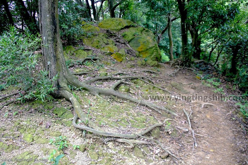 YTS_YTS_20190907_新北鶯歌碧龍宮登山步道／孫龍／碧龍／牛灶山步道New Taipei Yingge Bi-Long Temple Trail062_539A2913.jpg