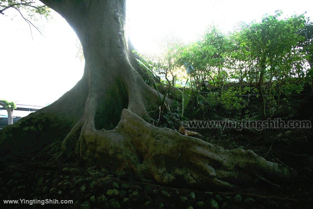 YTS_YTS_20191130_南投竹山郡守宿舍群／椰子防空壕Nantou Zhushan Coconut Shelter024_539A0137.jpg