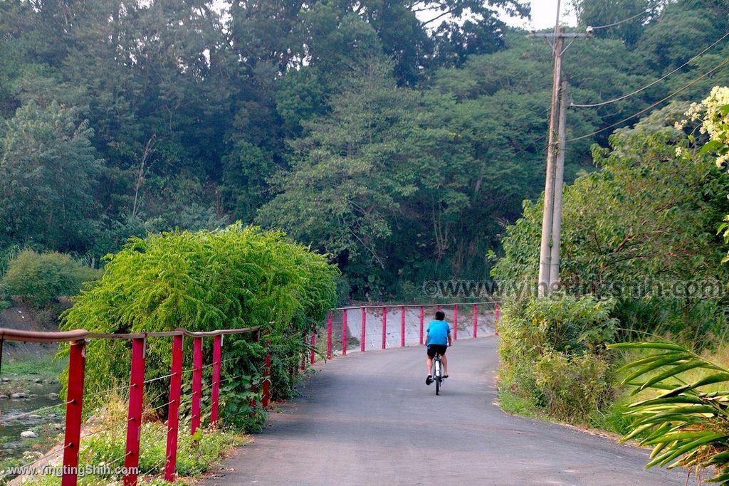 YTS_YTS_20191130_南投竹山下坪吊橋／三月雪垂枝女貞步道Nantou Zhushan Xiaping Suspension Bridge042_539A9977.jpg