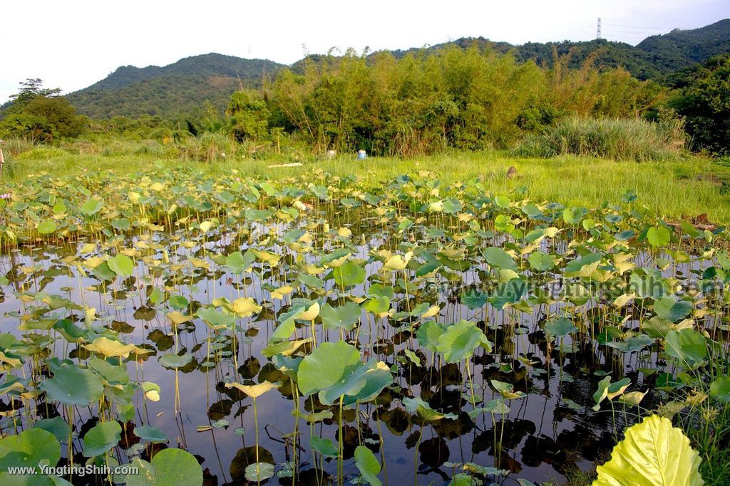 YTS_YTS_20190518_新北雙溪蓮花園／雙溪風車入口意象New Taipei Shuangxi Lotus Garden009_539A1886.jpg