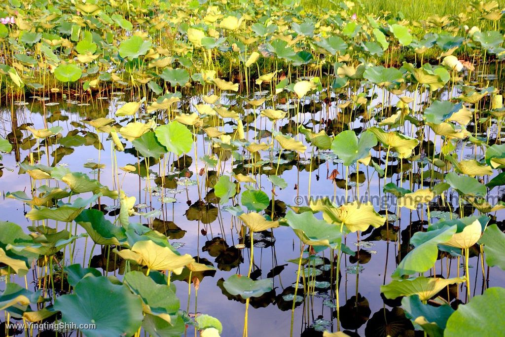 YTS_YTS_20190518_新北雙溪蓮花園／雙溪風車入口意象New Taipei Shuangxi Lotus Garden012_539A1885.jpg