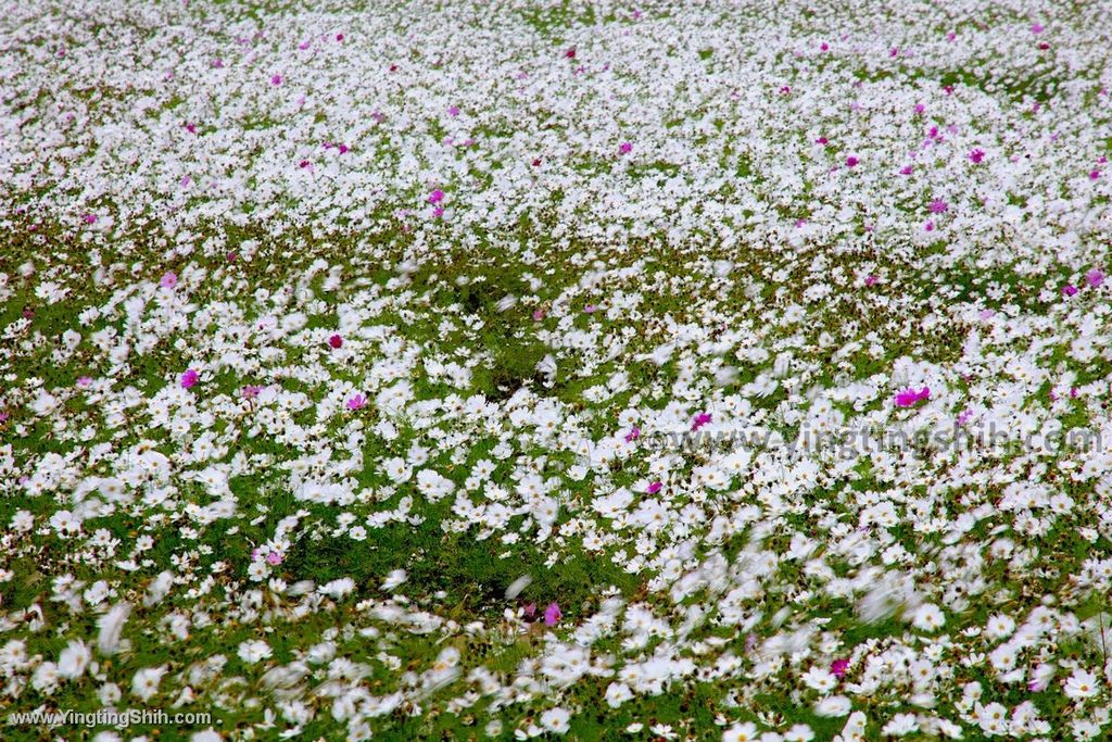 YTS_YTS_20191218_桃園楊梅花海農場／桃園花彩節／仙草花季Taoyuan Yangmei Flower Festival044_539A6805.jpg