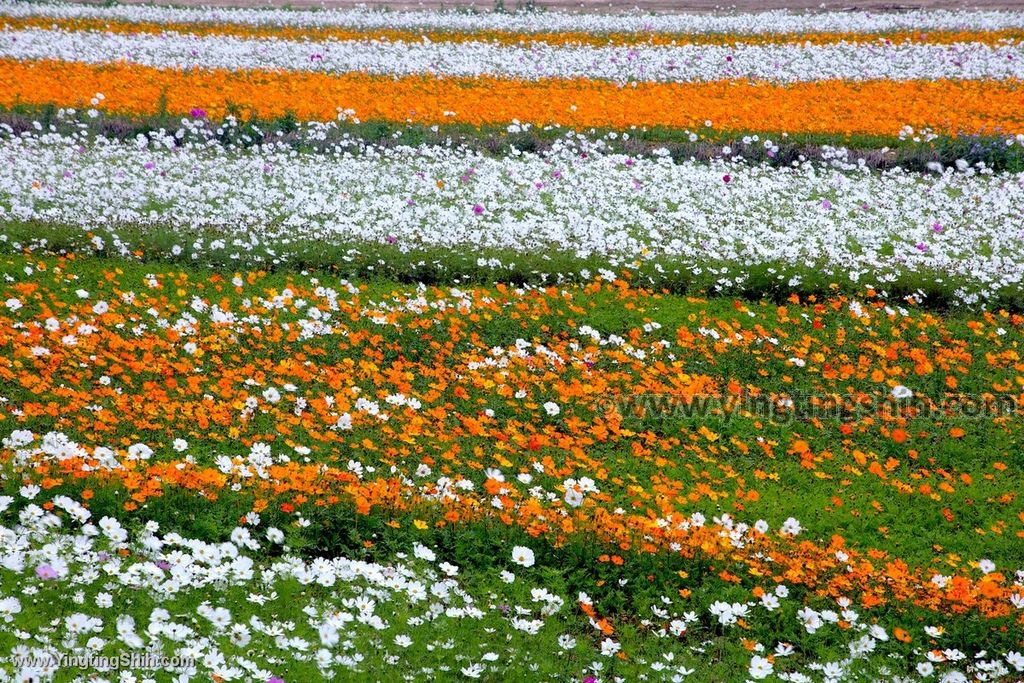 YTS_YTS_20191218_桃園楊梅花海農場／桃園花彩節／仙草花季Taoyuan Yangmei Flower Festival041_539A7117.jpg