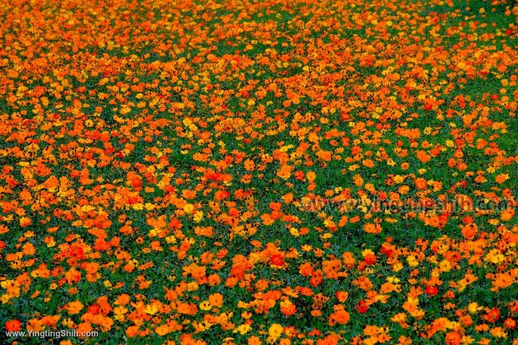 YTS_YTS_20191218_桃園楊梅花海農場／桃園花彩節／仙草花季Taoyuan Yangmei Flower Festival045_539A6846.jpg