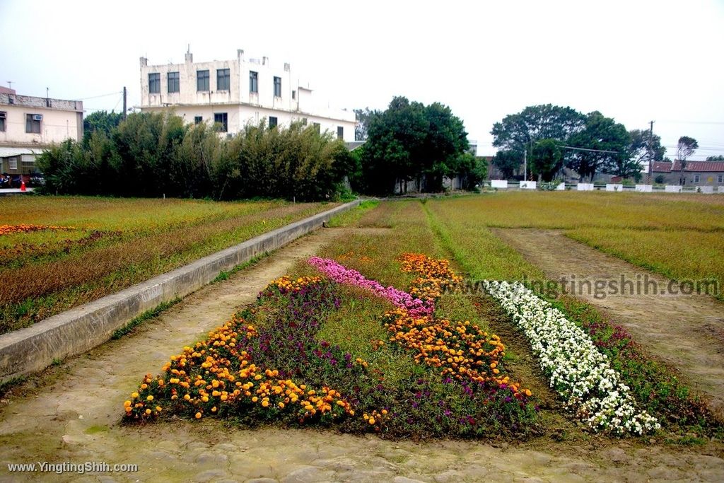 YTS_YTS_20191218_桃園楊梅花海農場／桃園花彩節／仙草花季Taoyuan Yangmei Flower Festival051_539A7267.jpg