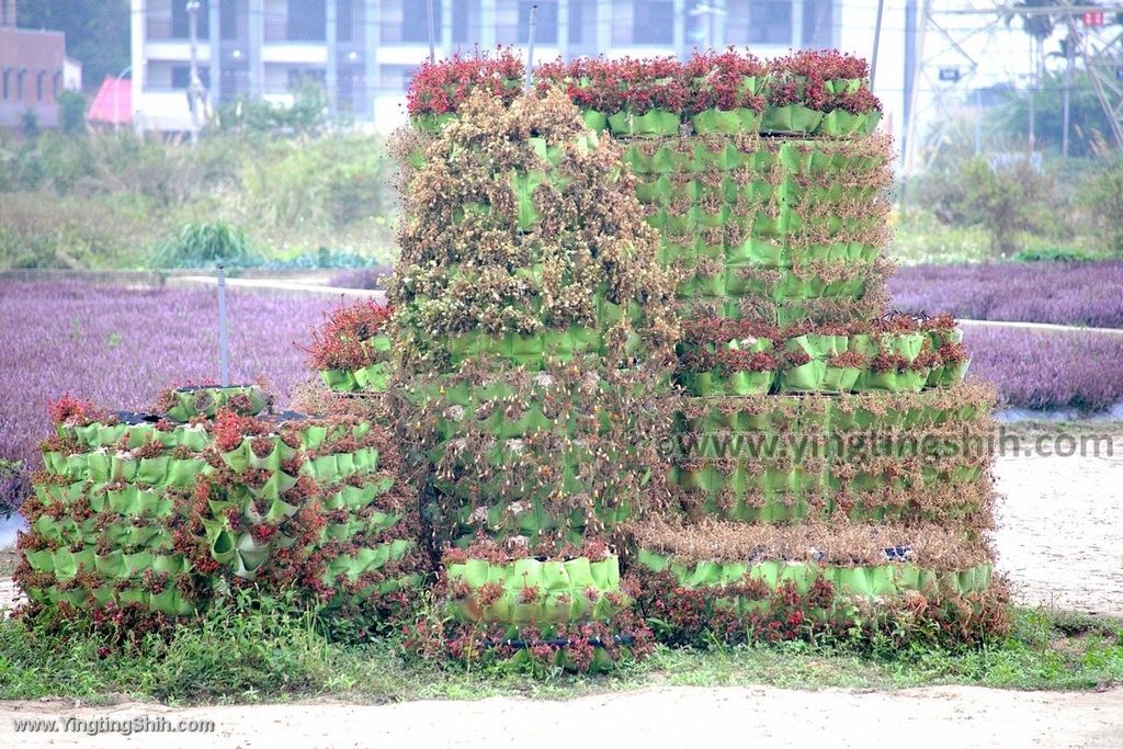 YTS_YTS_20191218_桃園楊梅花海農場／桃園花彩節／仙草花季Taoyuan Yangmei Flower Festival055_539A7261.jpg