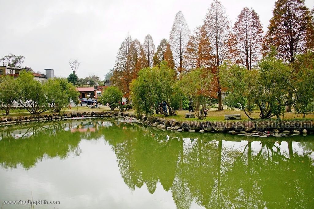 YTS_YTS_20191221_新竹北埔大湖六塘落羽松／如意塘／杮景塘／乾坤塘Hsinchu Beipu Liutang Bald Cypress020_539A7618.jpg