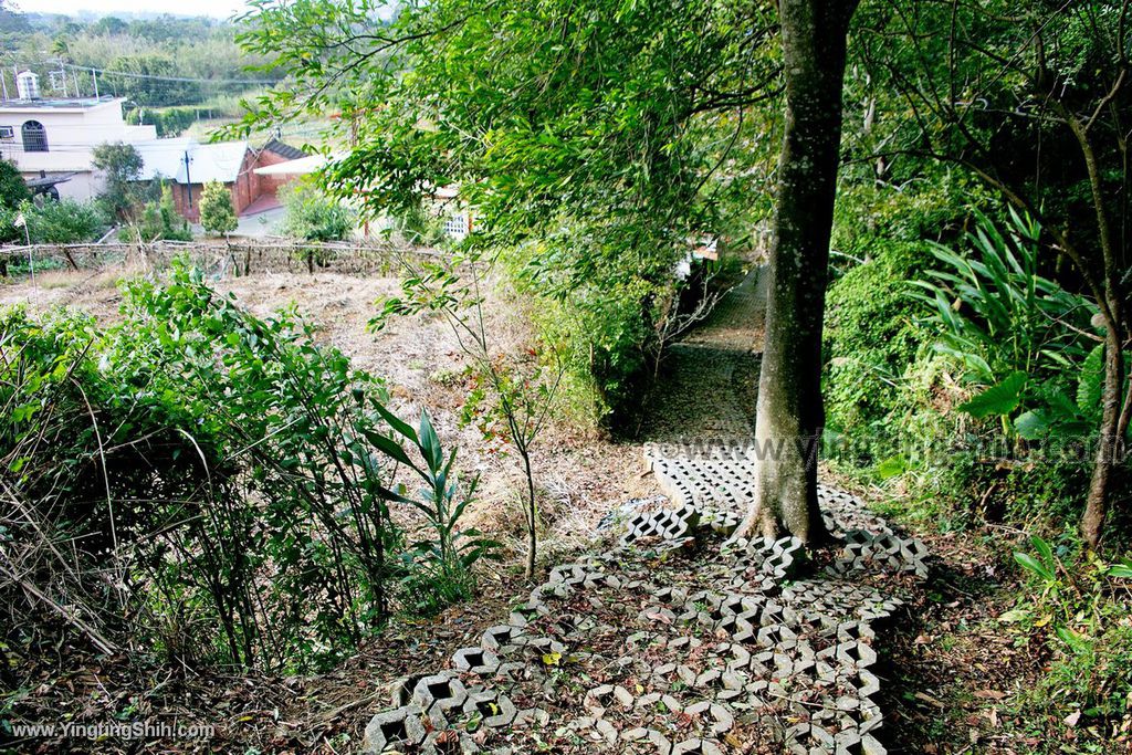 YTS_YTS_20191207_苗栗三灣銅鏡山林步道／環山步道／溫家伙房Miaoli Sanwan Tongjing Forest Trail046_539A1585.jpg