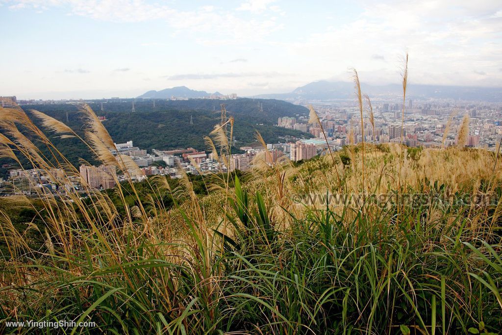 YTS_YTS_20191228_桃園龜山拍芒花／芒草／三角埔／山頂小棚Taoyuan Guishan Silvergrass Flower Sea027_539A0018.jpg