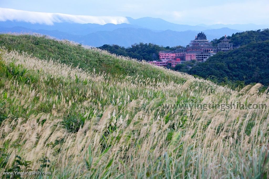 YTS_YTS_20191228_桃園龜山拍芒花／芒草／三角埔／山頂小棚Taoyuan Guishan Silvergrass Flower Sea036_539A9873.jpg