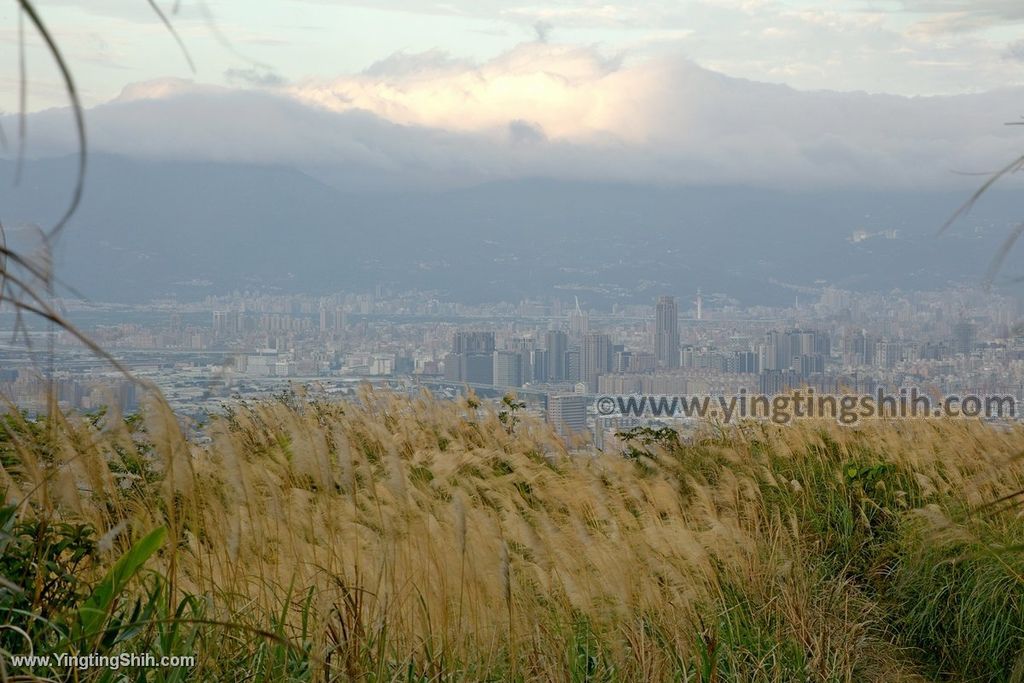 YTS_YTS_20191228_桃園龜山拍芒花／芒草／三角埔／山頂小棚Taoyuan Guishan Silvergrass Flower Sea045_539A0155.jpg