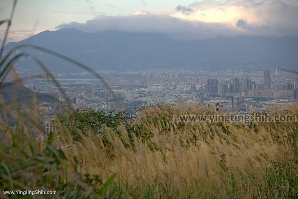 YTS_YTS_20191228_桃園龜山拍芒花／芒草／三角埔／山頂小棚Taoyuan Guishan Silvergrass Flower Sea043_539A0118.jpg