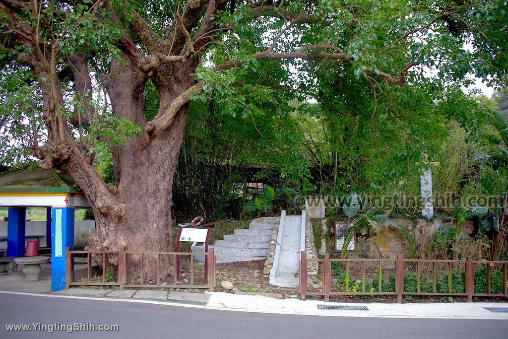 YTS_YTS_20200101_新竹關西兩百年茄苳樹／福德祠Hsinchu Guanxi Autumn Maple Tree013_539A0299.jpg