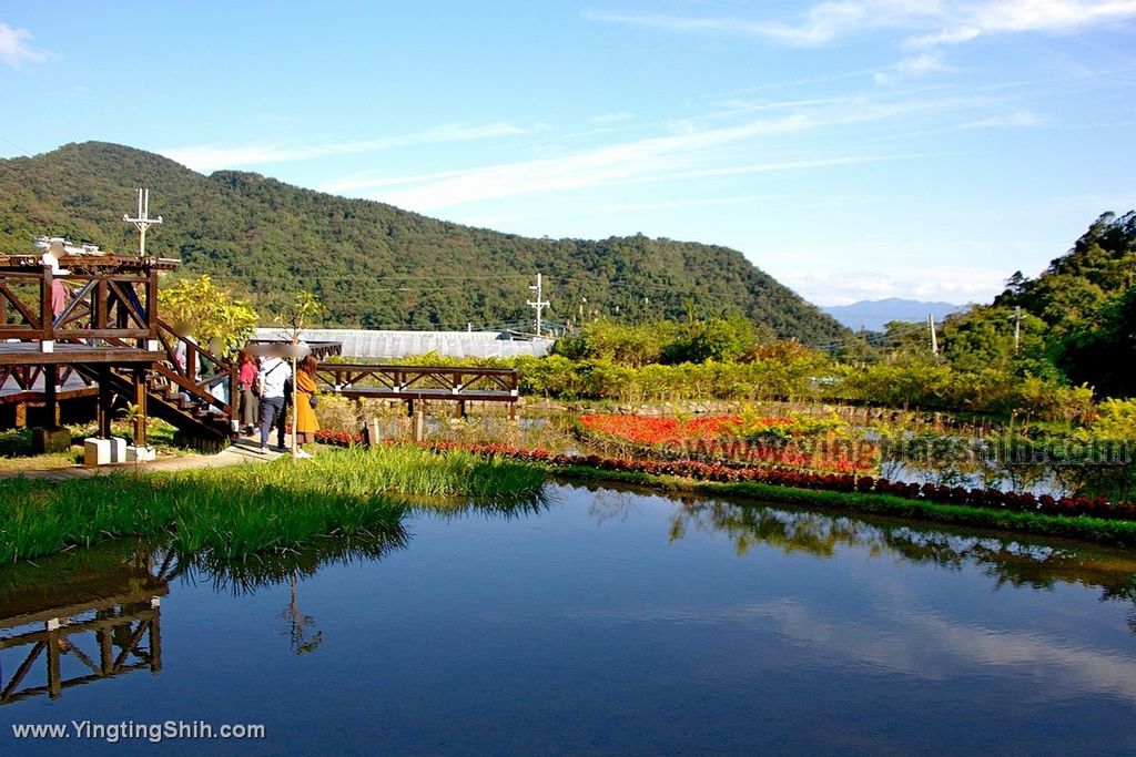 YTS_YTS_20200104_台北內湖春秋步道／白石湖吊橋／同心池／後湖濕地／夫妻樹Taipei Neihu Baishihu046_539A1381.jpg