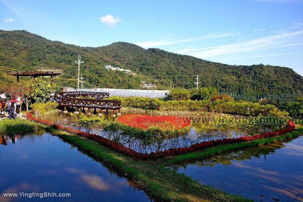 YTS_YTS_20200104_台北內湖春秋步道／白石湖吊橋／同心池／後湖濕地／夫妻樹Taipei Neihu Baishihu045_539A1378.jpg