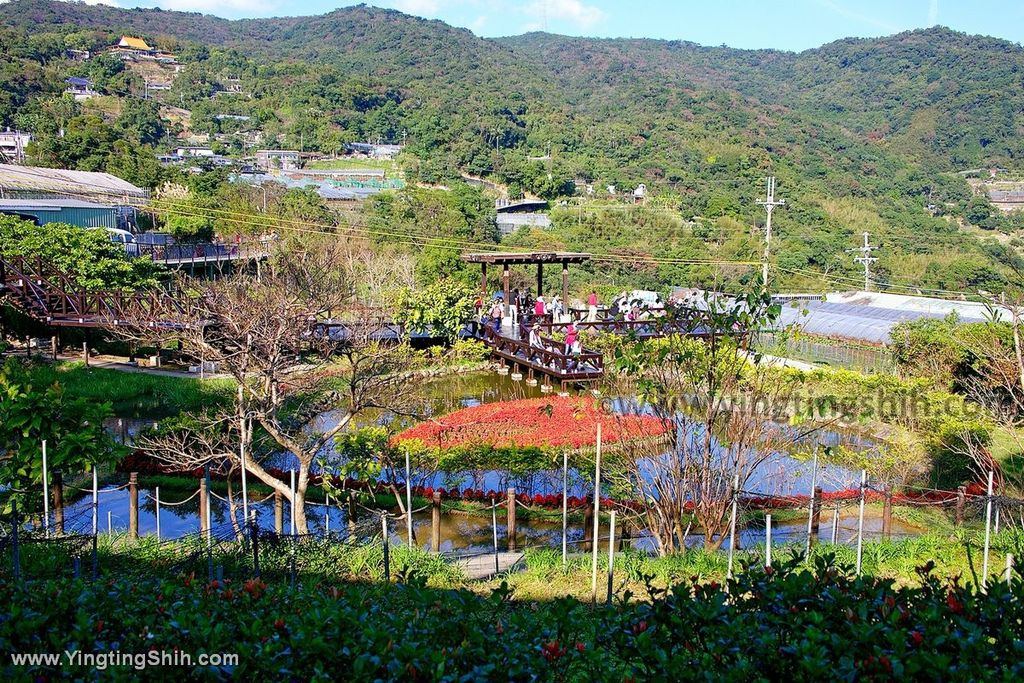 YTS_YTS_20200104_台北內湖春秋步道／白石湖吊橋／同心池／後湖濕地／夫妻樹Taipei Neihu Baishihu069_539A1549.jpg