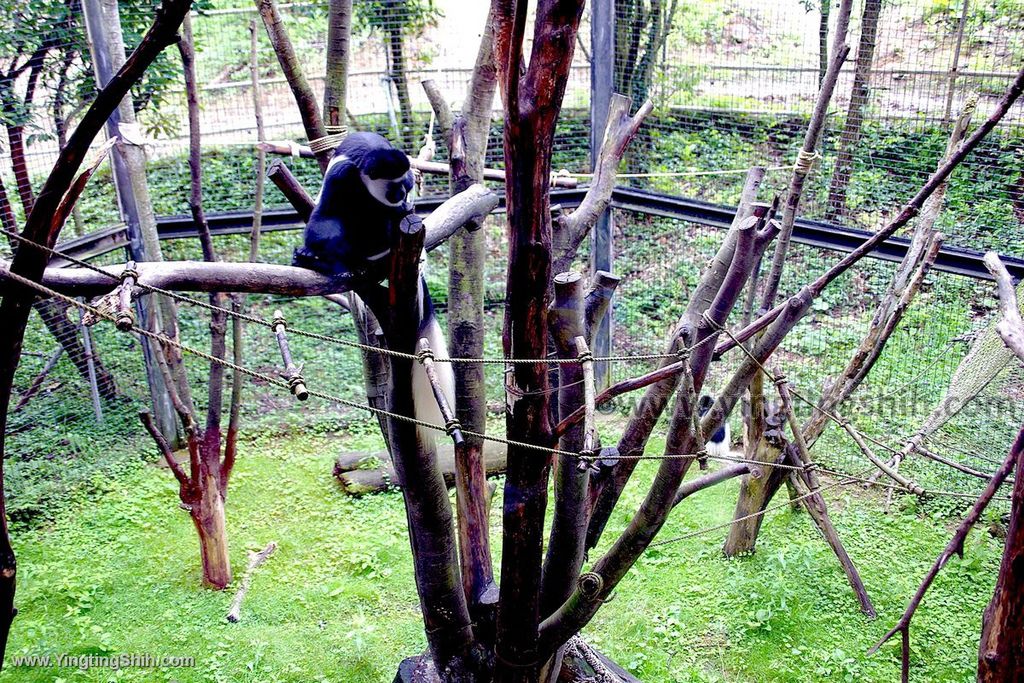 YTS_YTS_20190822_日本東北宮城仙台市八木山動物公園Japan Tohoku Miyagi048_539A8286.jpg