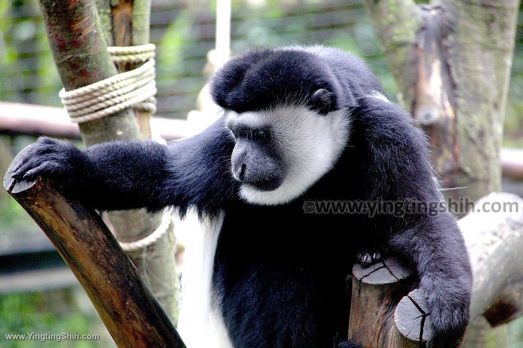 YTS_YTS_20190822_日本東北宮城仙台市八木山動物公園Japan Tohoku Miyagi049_539A8188.jpg