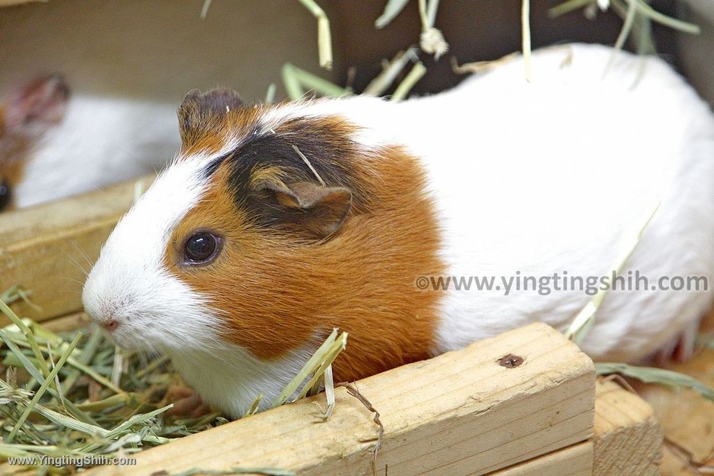 YTS_YTS_20190822_日本東北宮城仙台市八木山動物公園Japan Tohoku Miyagi076_539A8472.jpg