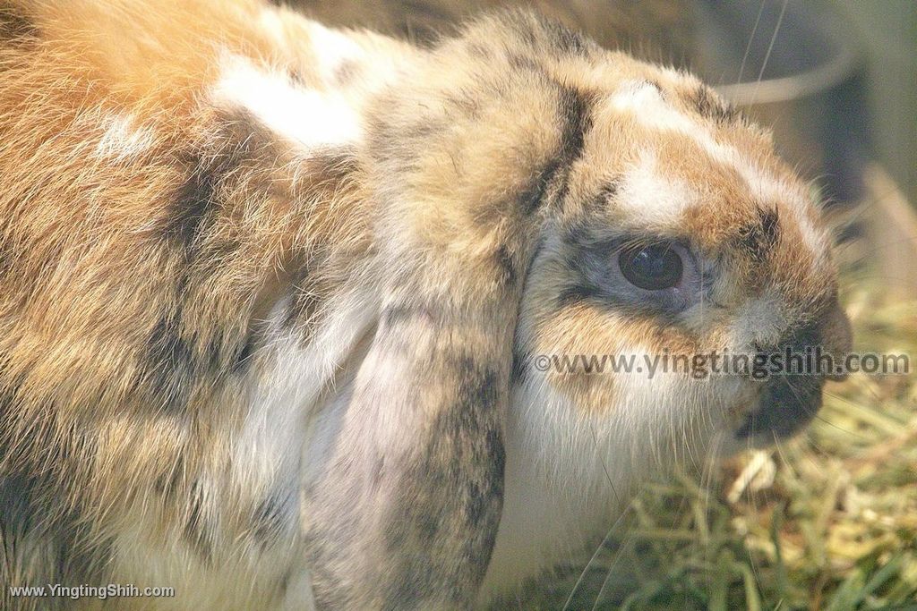 YTS_YTS_20190822_日本東北宮城仙台市八木山動物公園Japan Tohoku Miyagi089_539A8513.jpg