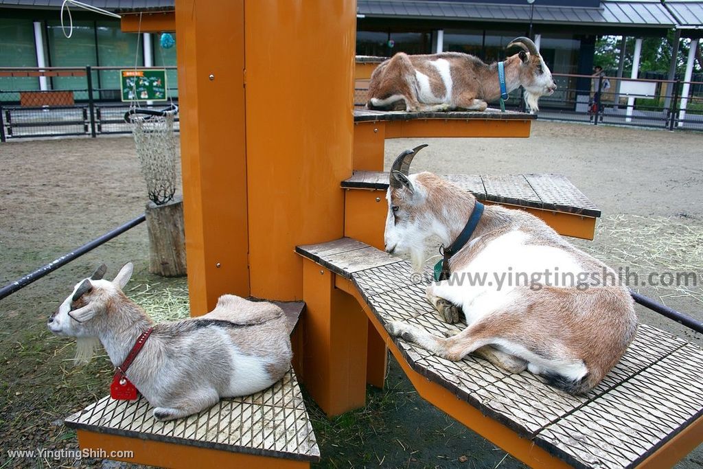 YTS_YTS_20190822_日本東北宮城仙台市八木山動物公園Japan Tohoku Miyagi103_539A8570.jpg