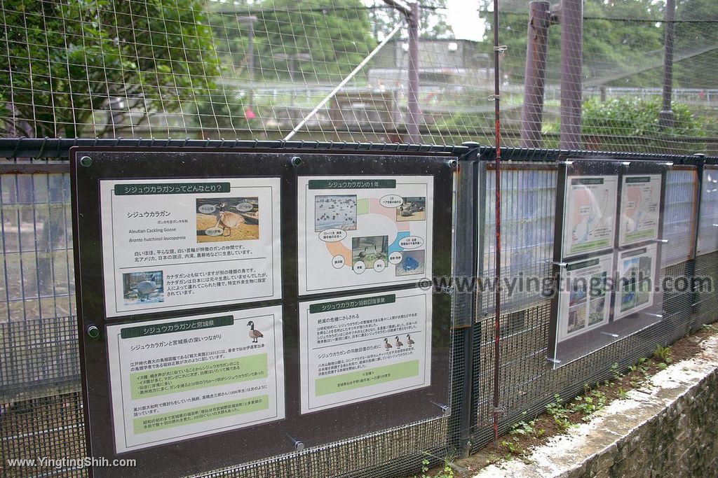 YTS_YTS_20190822_日本東北宮城仙台市八木山動物公園Japan Tohoku Miyagi120_539A8621.jpg