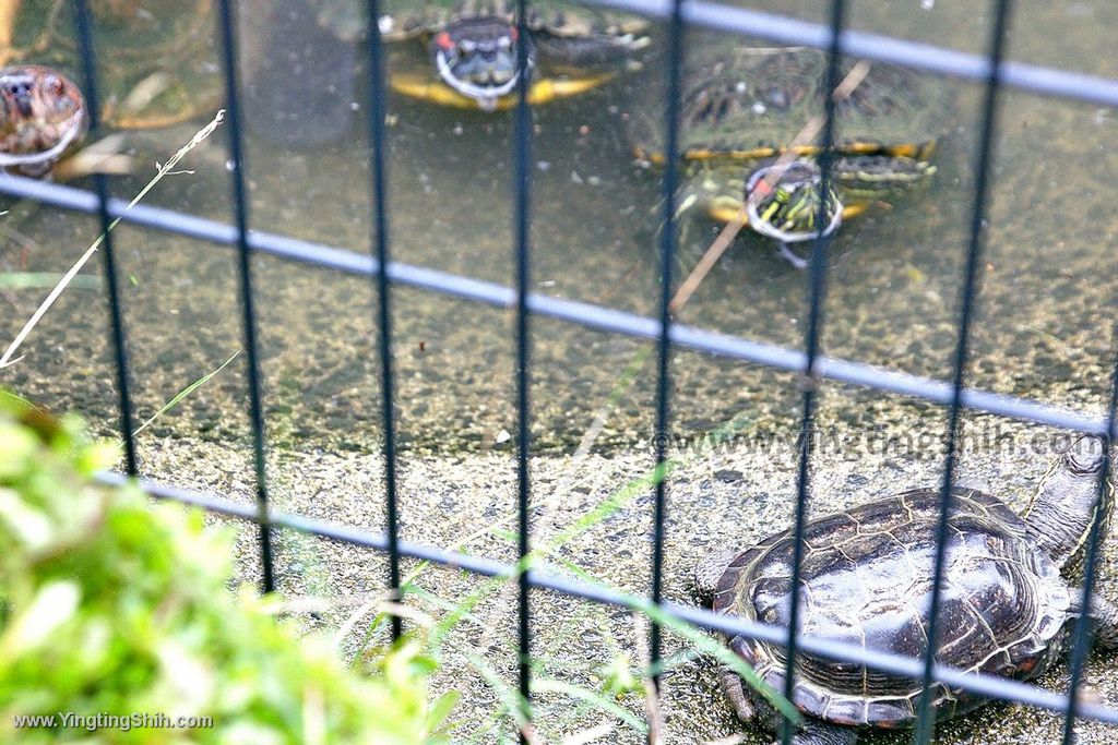 YTS_YTS_20190822_日本東北宮城仙台市八木山動物公園Japan Tohoku Miyagi124_539A8632.jpg