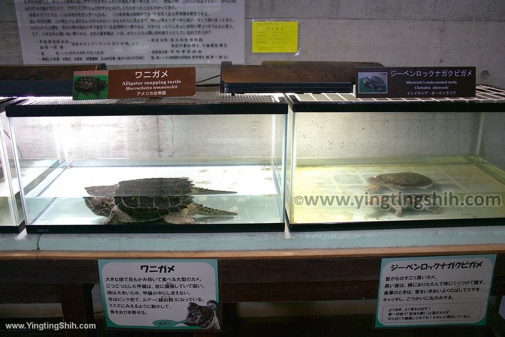 YTS_YTS_20190822_日本東北宮城仙台市八木山動物公園Japan Tohoku Miyagi136_539A8647.jpg